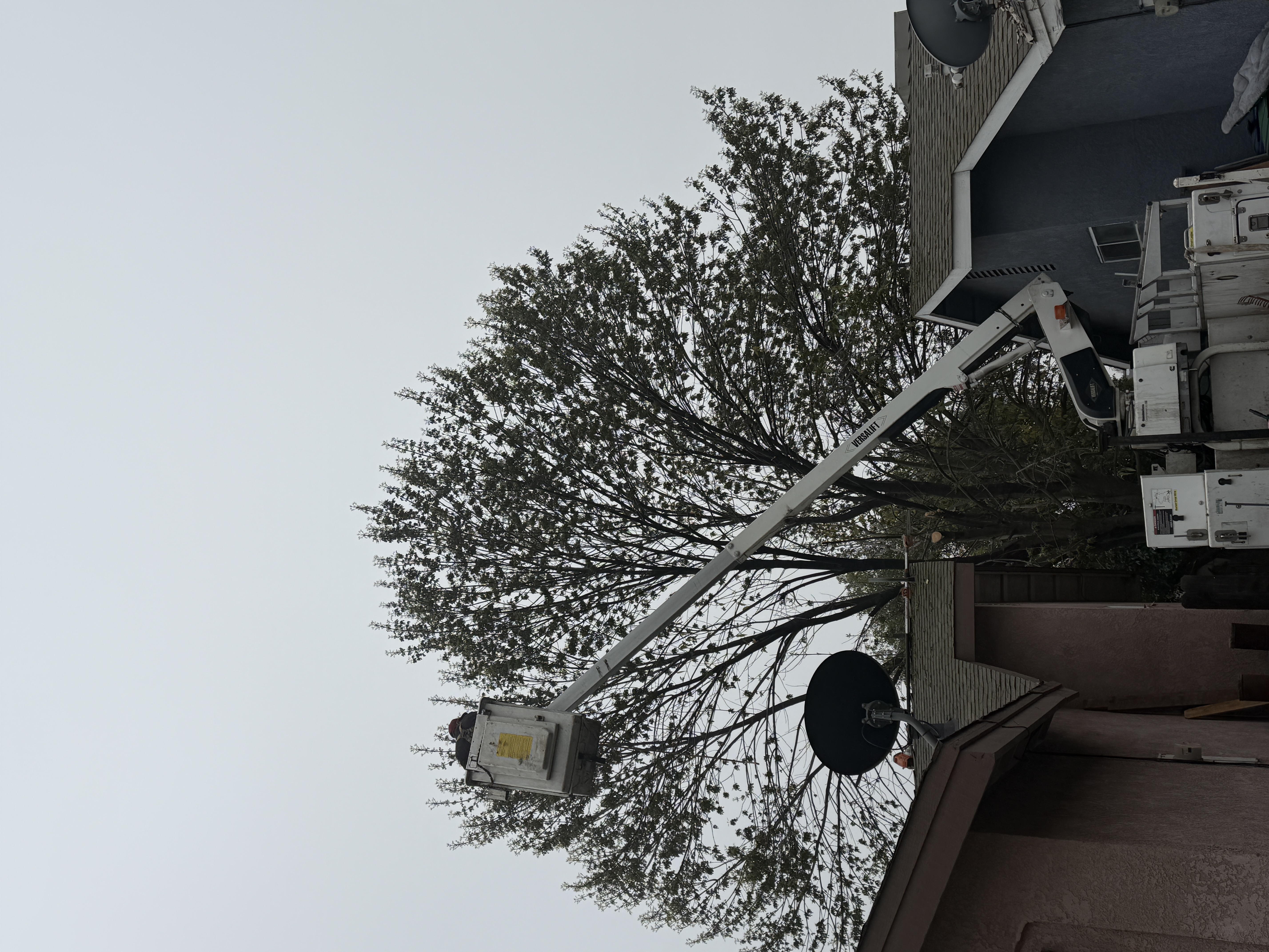 bucket truck tree trimming service in Visalia CA near home and power lines by Casa's Tree Service