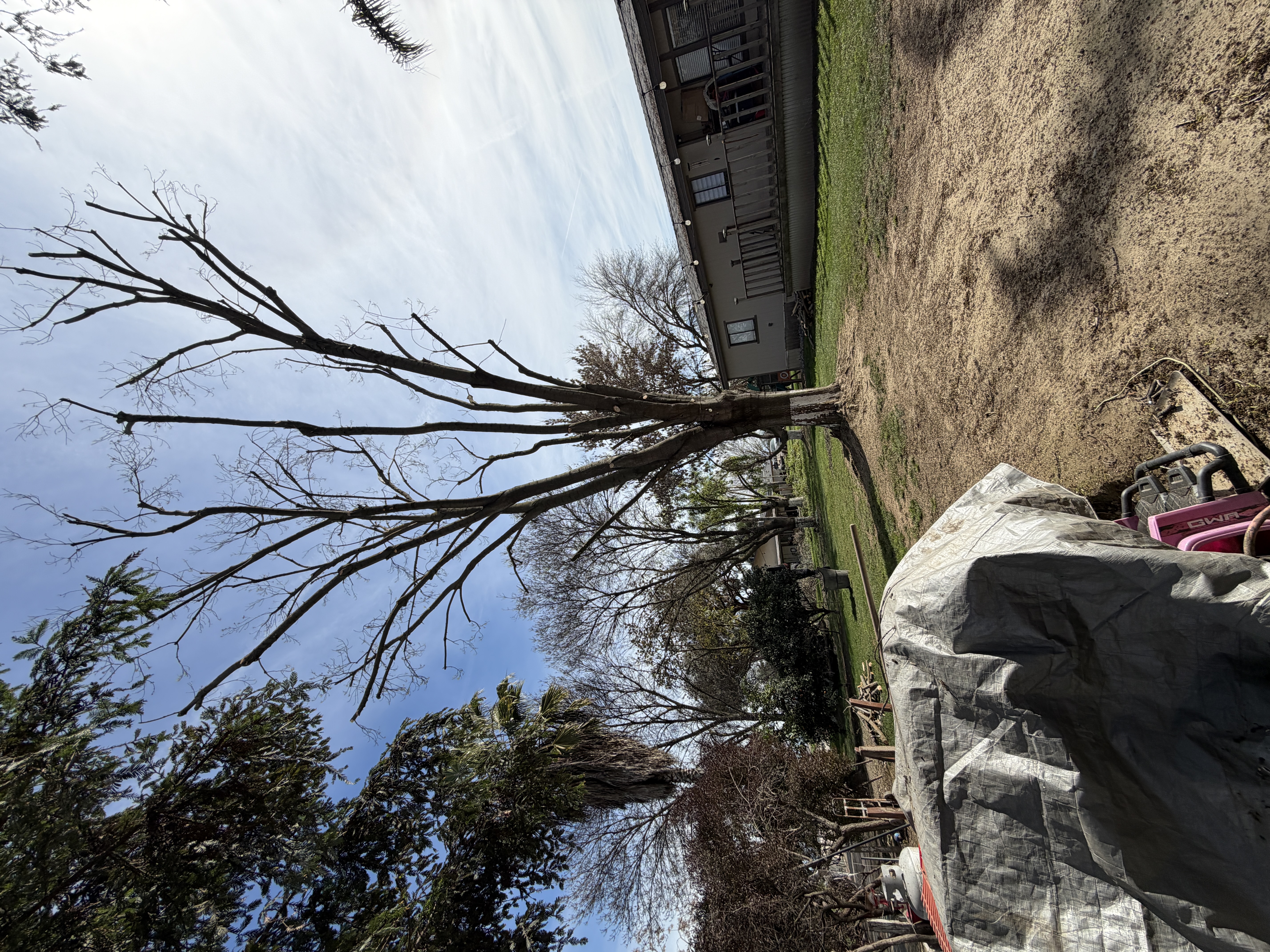 large tree trimming and pruning service in Tulare CA by Casa's Tree Service
